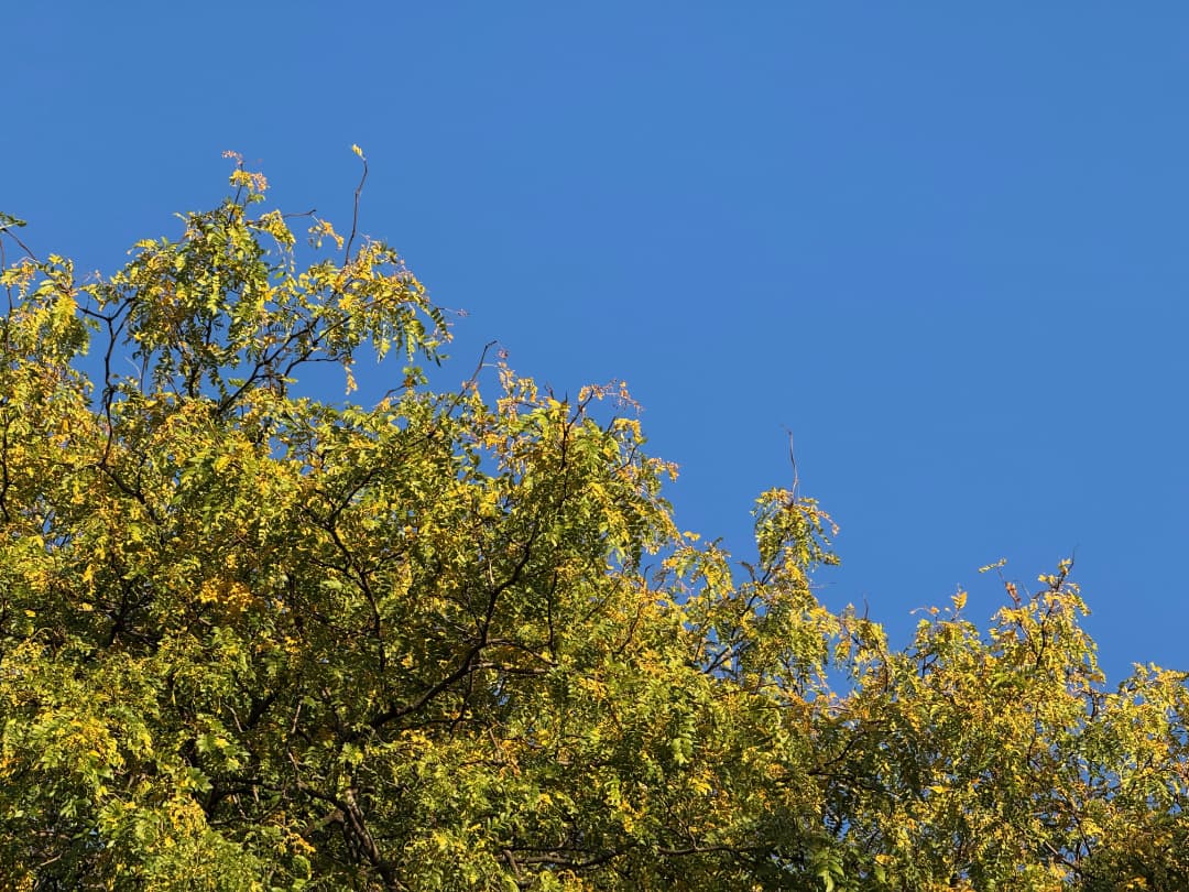 Tree (Roots Resourced From Canopy)